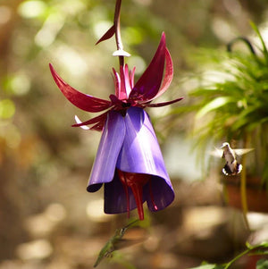 Enhance Your Garden with the Sensation Pink Coneflower Bird Feeder