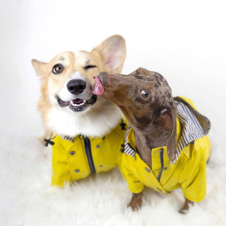 Windproof Dog Pet Jacket: Keeping Your Pooch Cozy and Dry