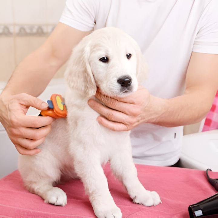 Keeping Your Pet Fresh and Happy