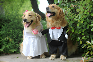 Dressing Your Pet with Love