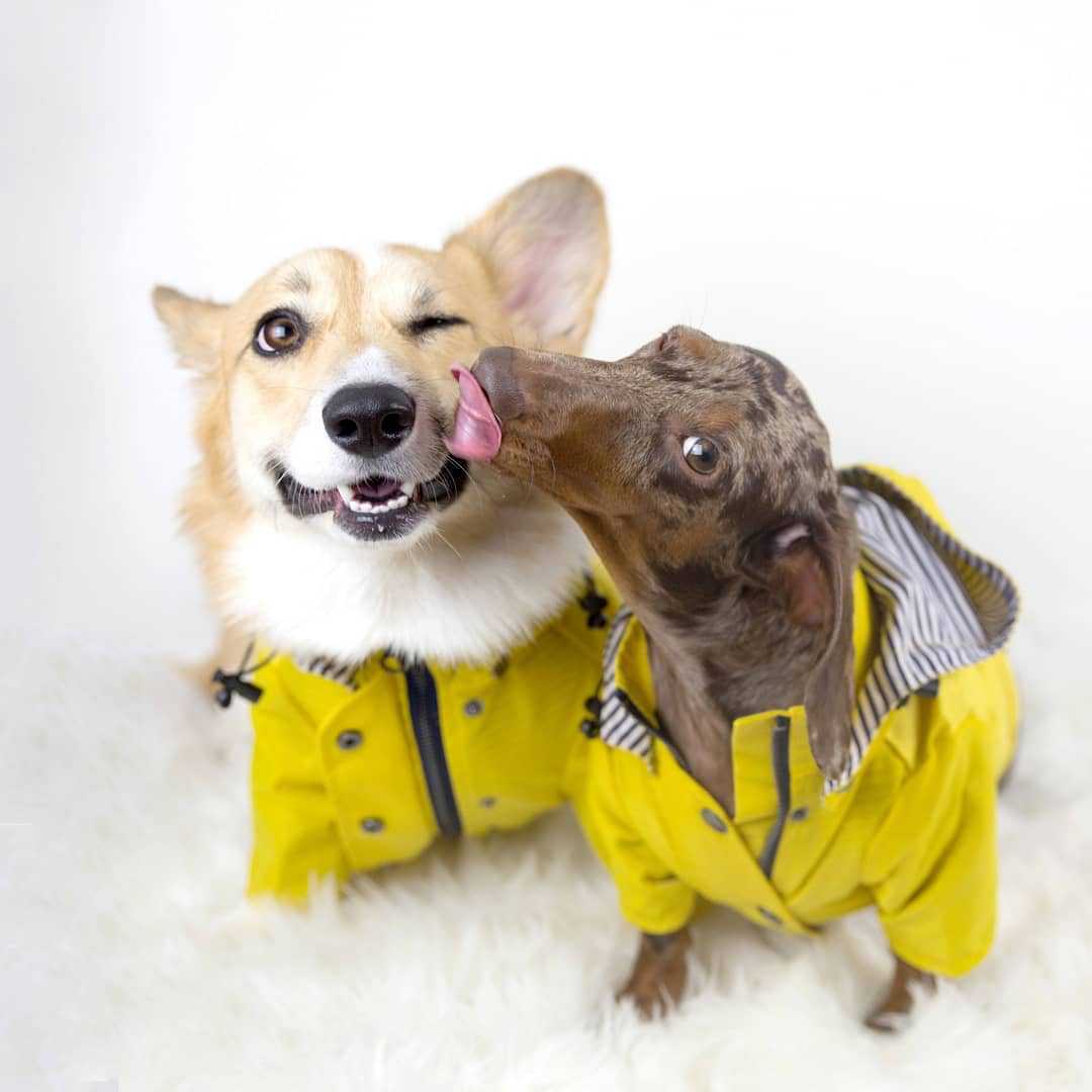 Windproof Dog Pet Jacket