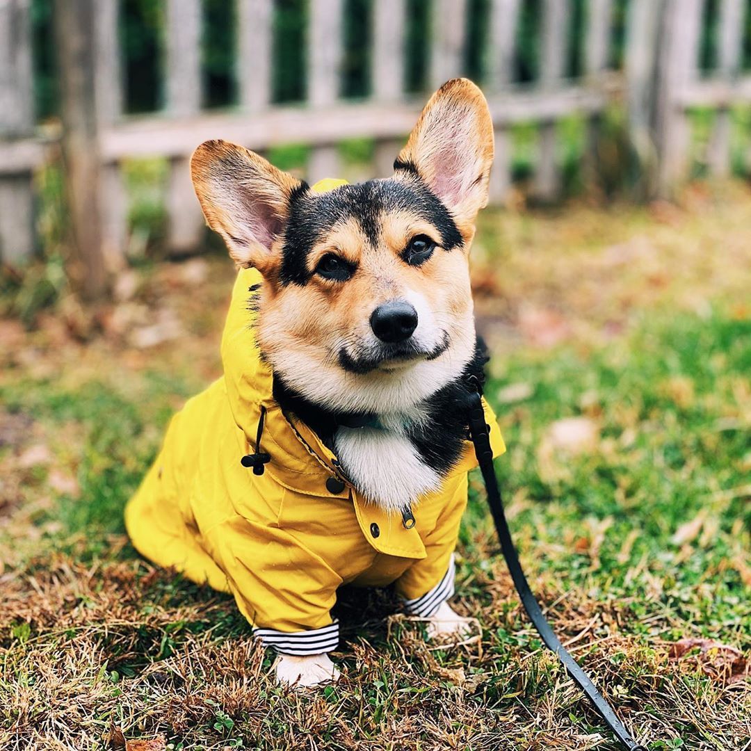 Windproof Dog Pet Jacket