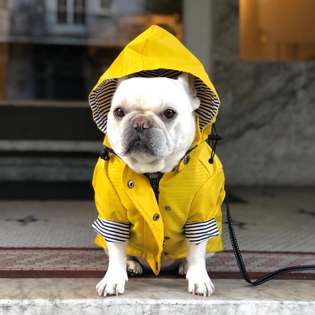 Windproof Dog Pet Jacket