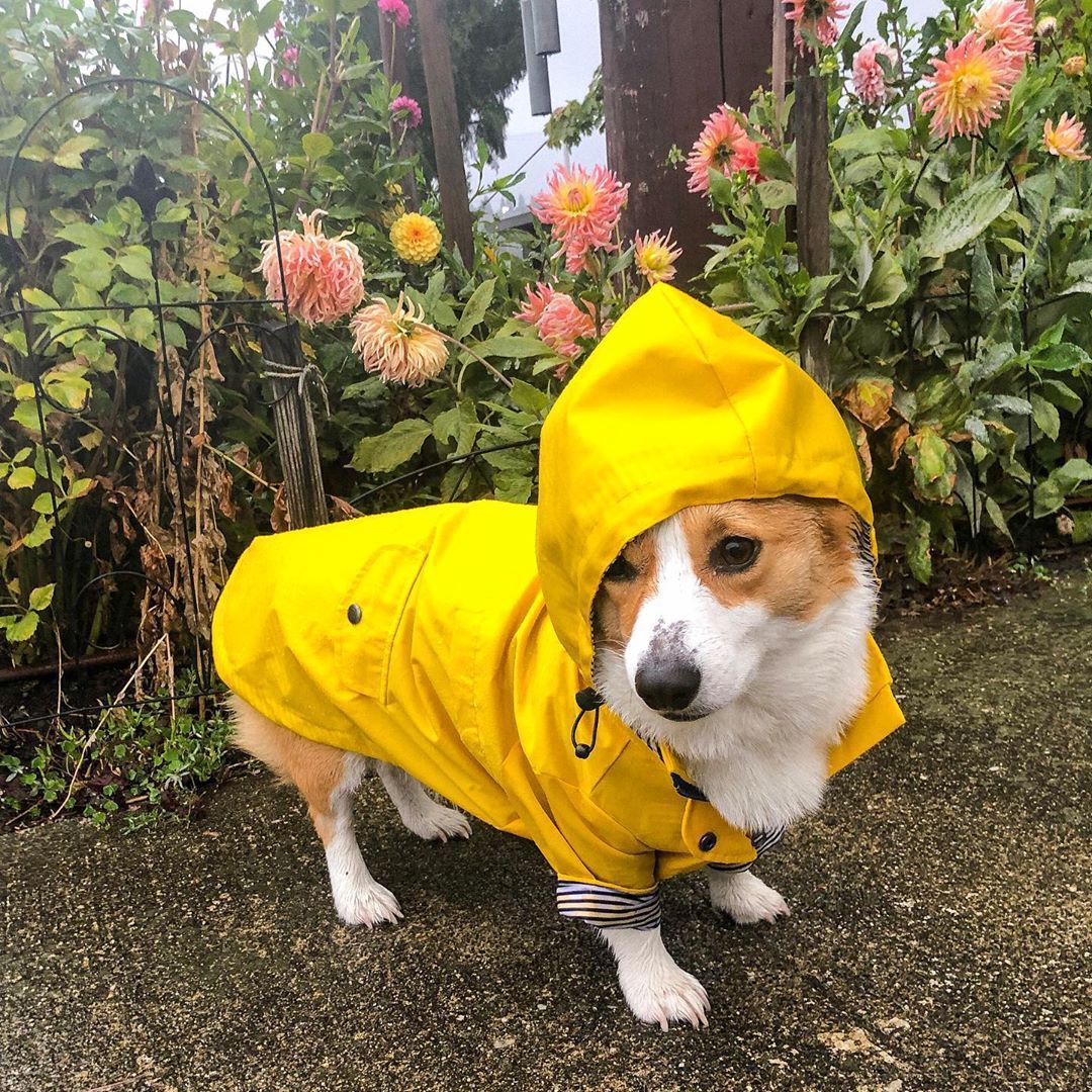 Windproof Dog Pet Jacket