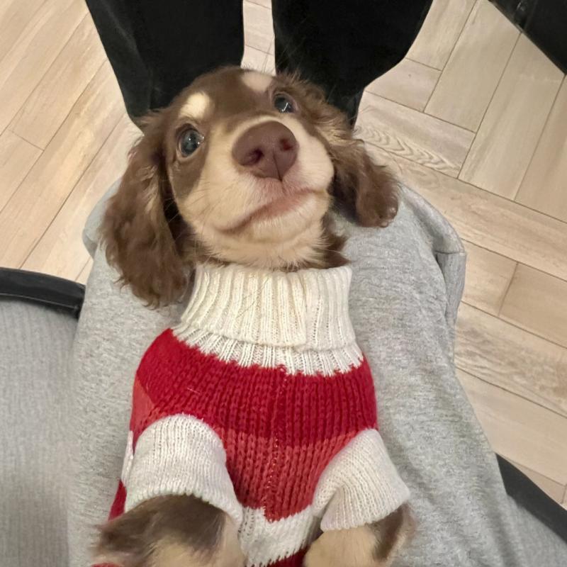 Sausage Dog Clothes Small Dog Cat Warm