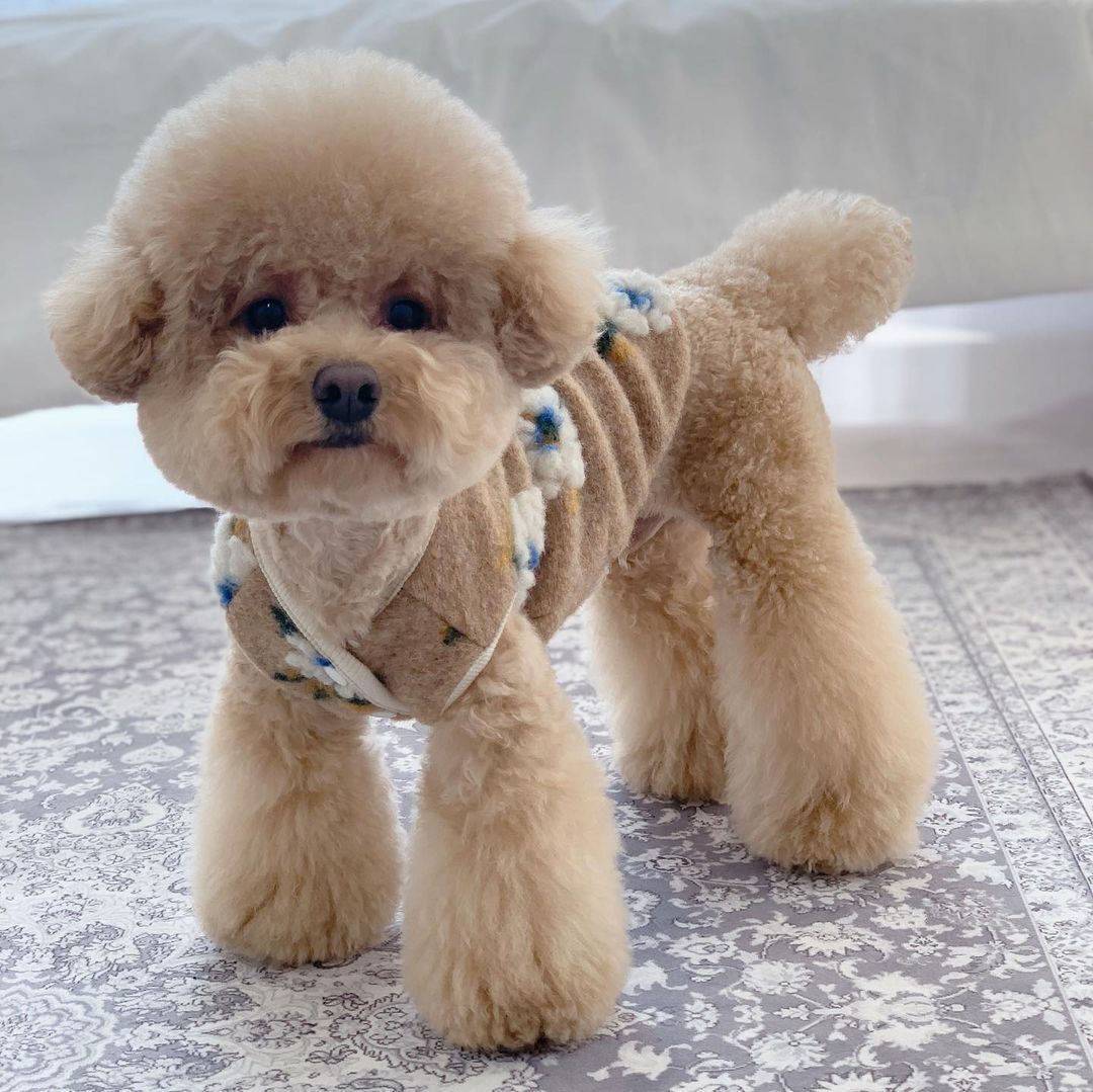 Dog Sweater Warm Pet Clothes