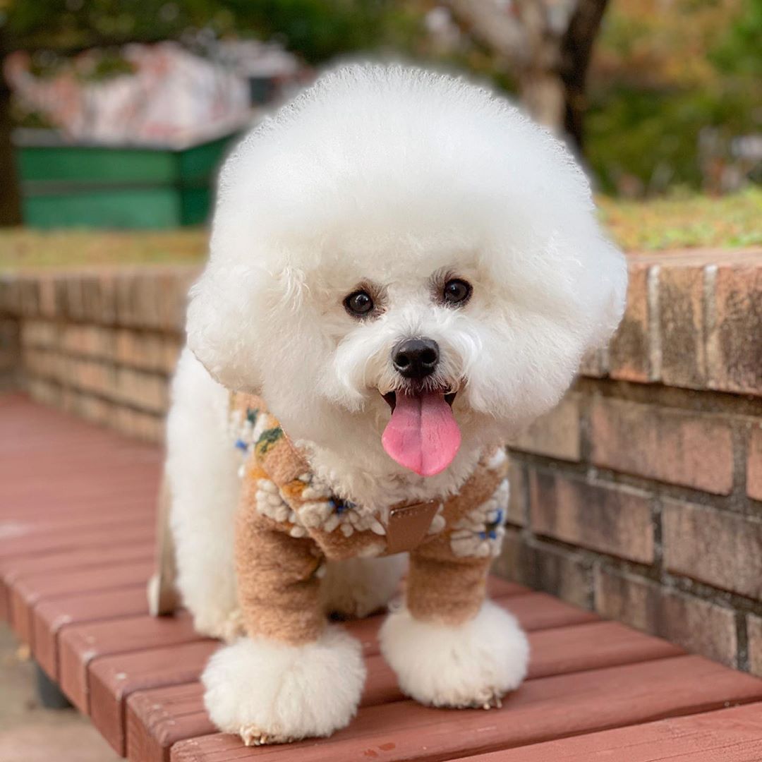 Dog Sweater Warm Pet Clothes