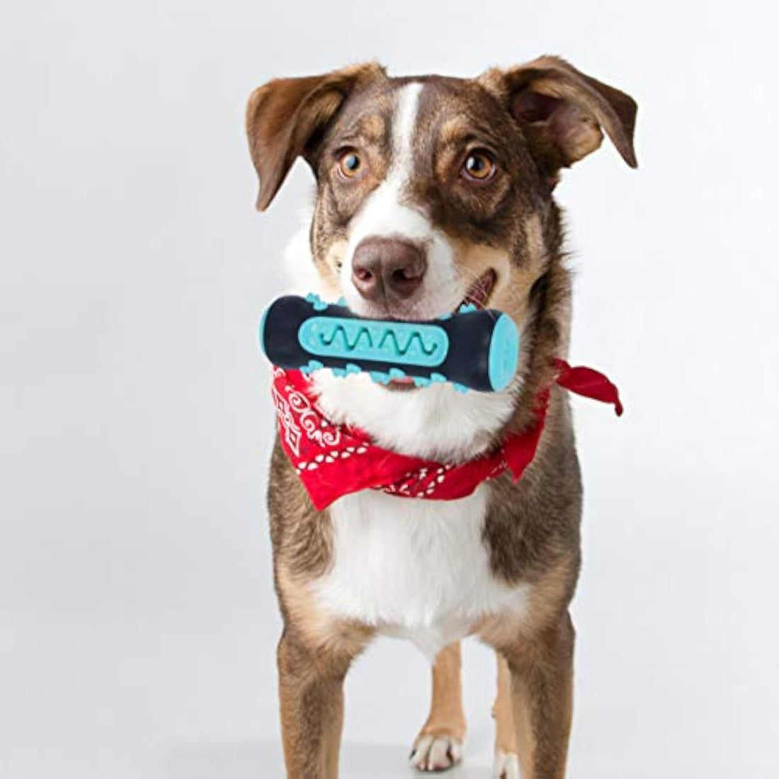 Dog Toothbrush Chew Toy Puppy Dog