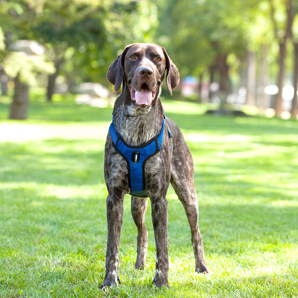 Reflective Breathable Dog Rope Vest Type