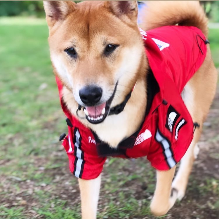 Windproof And Dog Large Dog Raincoat