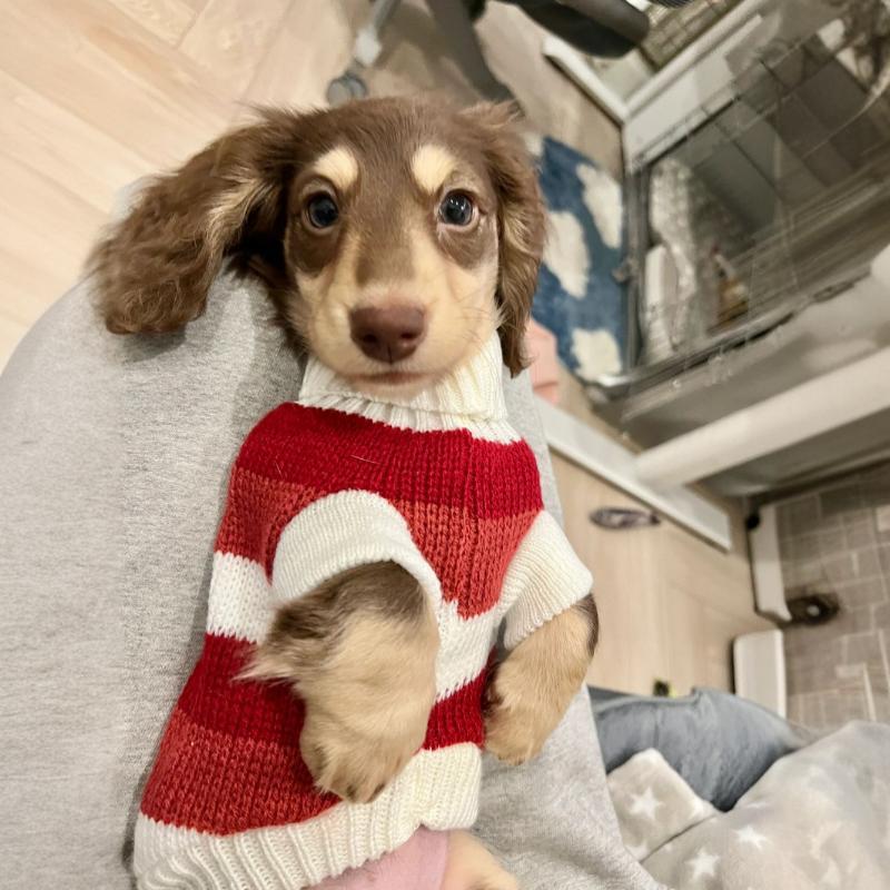 Sausage Dog Clothes Small Dog Cat Warm