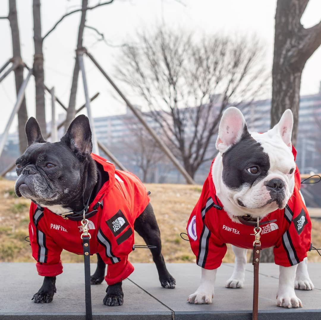 Windproof And Dog Large Dog Raincoat