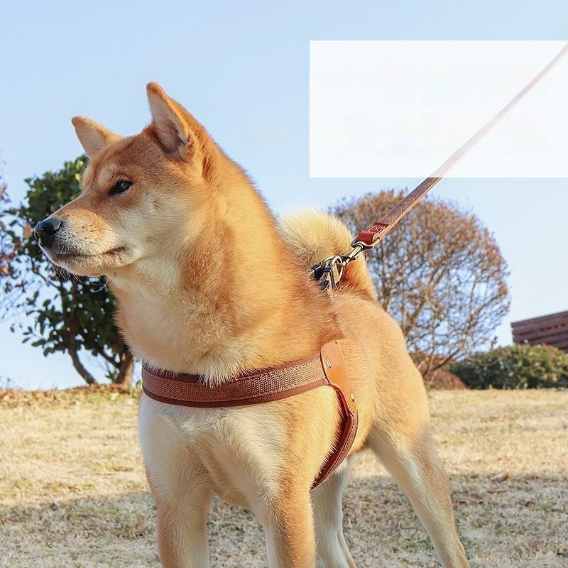 Leash Chest And Back Small Dog