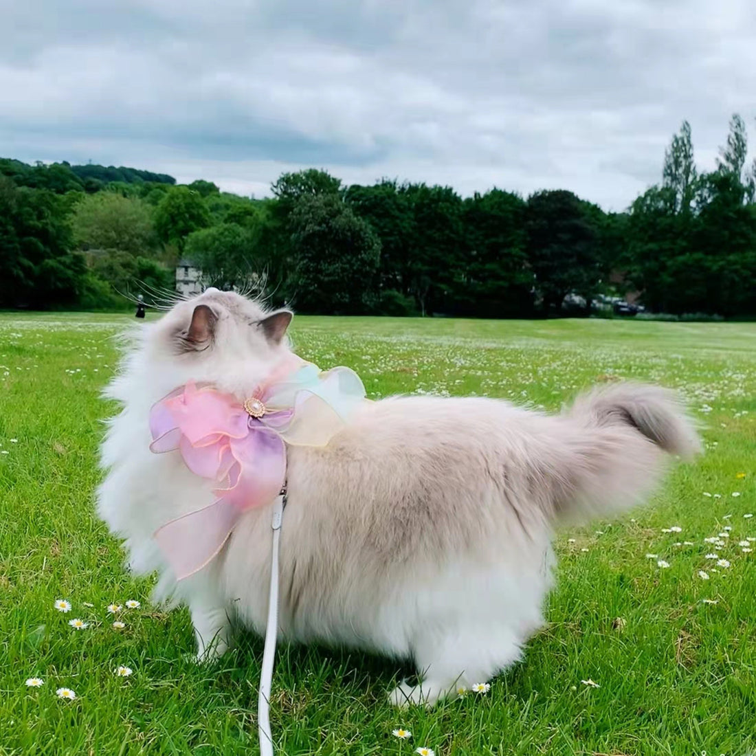 Butterfly Flying Pet Leash Retractable